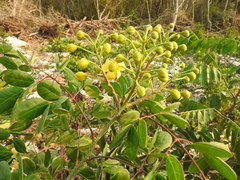 Erythrostemon yucatanensis