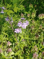 Phlox divaricata