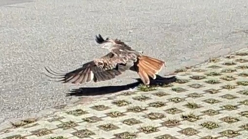 Rotmilan