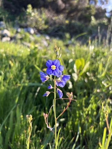 Heliophila coronopifolia, photograph 2