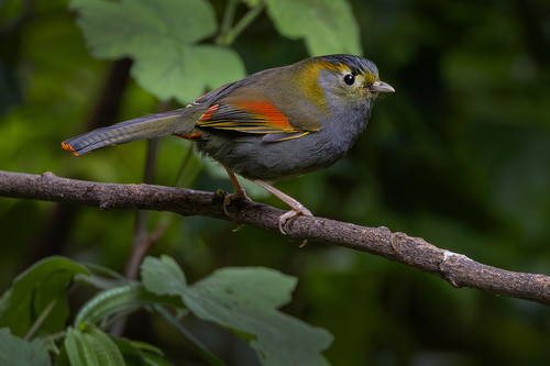 Emei Shan Liocichla