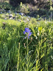 Heliophila coronopifolia, photograph (c) Caroline Voget, some rights reserved (CC BY)