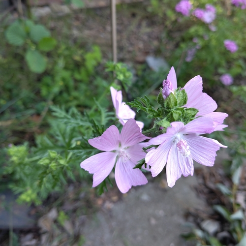 musk mallow