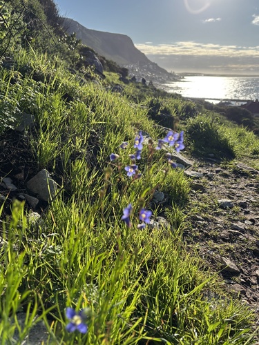 Heliophila coronopifolia, photograph 4