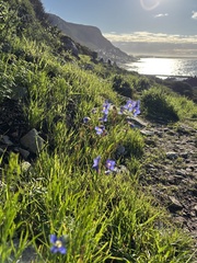 Heliophila coronopifolia, photograph (c) Caroline Voget, some rights reserved (CC BY)