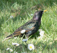 Sturnus vulgaris