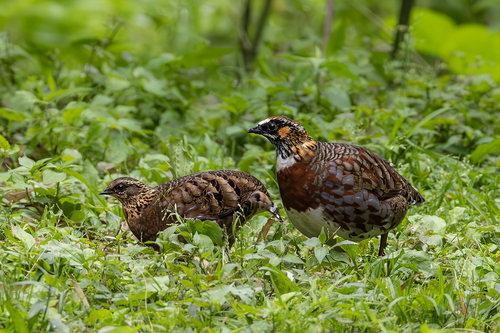 Sichuan Partridge