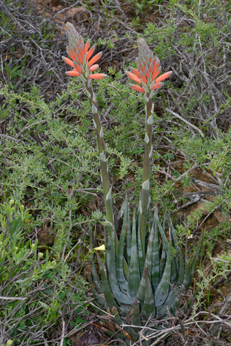 Krapohl's aloe