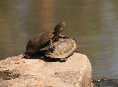 Kinosternon hirtipes