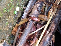 Epipedobates boulengeri