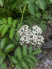 American black elderberry