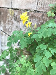 Pseudofumaria lutea