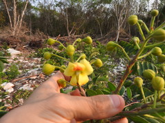 Erythrostemon yucatanensis