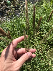 Polypogon interruptus