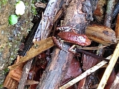 Epipedobates boulengeri