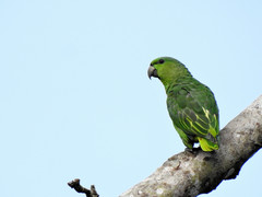 Graydidascalus brachyurus