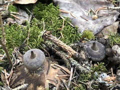 Geastrum pectinatum