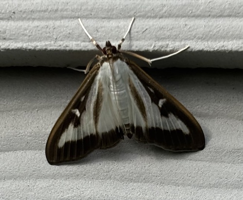 Box Tree Moth
