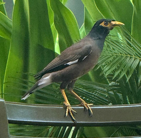 Common Myna