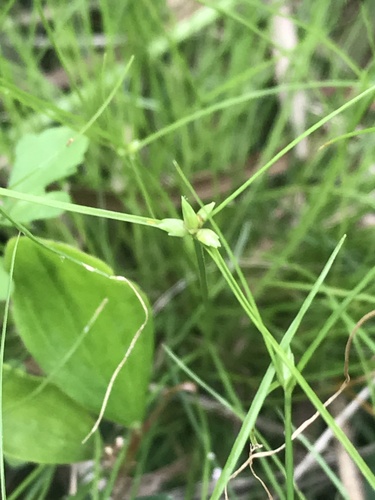 Cyperus gracilis observed 2020-04-25