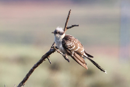 Críalo europeo (Clamator glandarius)