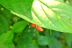 Pyrrhosphodrus caatingensis