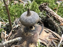 Geastrum pectinatum