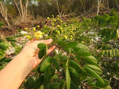 Erythrostemon yucatanensis