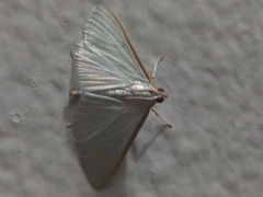 Diaphania costata