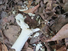 Russula vinacea