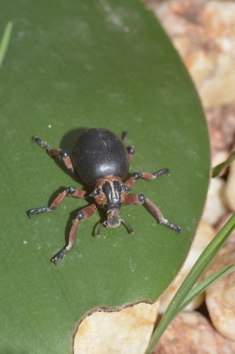 Smooth Lily Weevil
