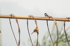 Sporophila morelleti