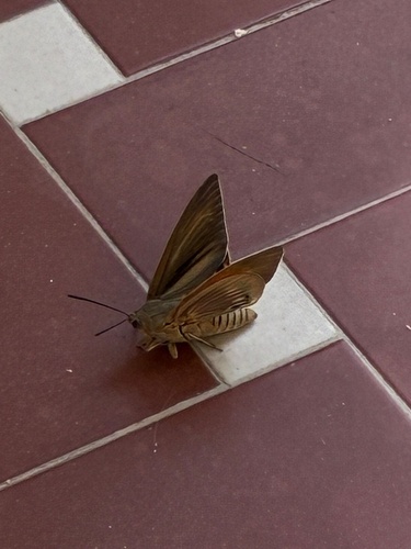 Palm Moth