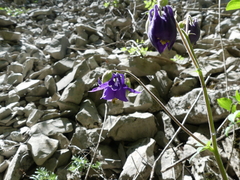 Aquilegia viscosa
