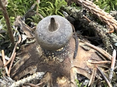 Geastrum pectinatum