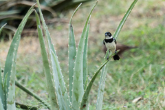 Sporophila morelleti