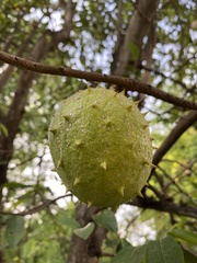 Annona muricata