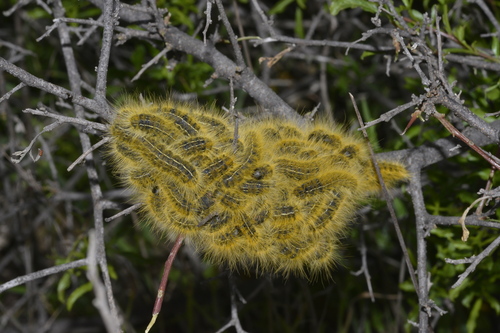 Double Eggarlet