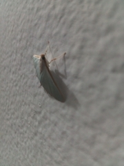 Diaphania costata