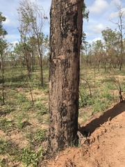 Corymbia polycarpa