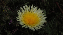 Malacothrix californica