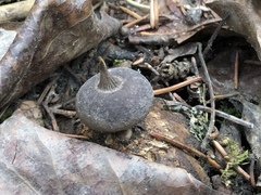 Geastrum pectinatum