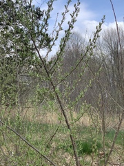 Elaeagnaceae