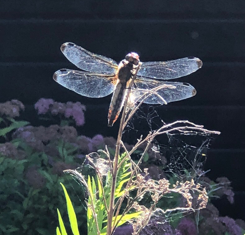 Scarce Chaser