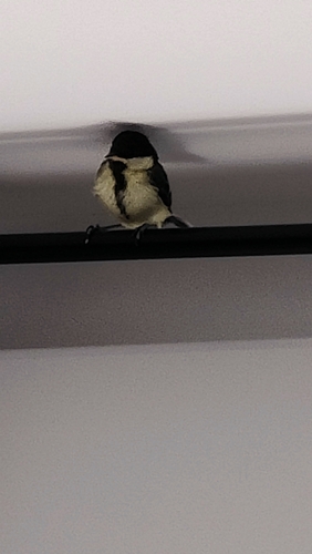 Great Tit