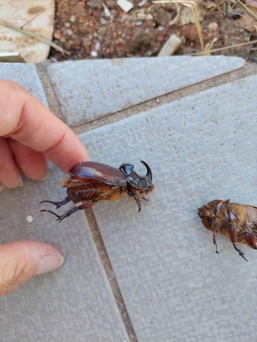 Greek rhinoceros beetle