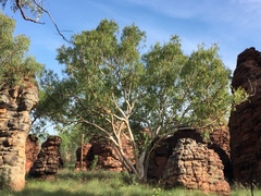 Eucalyptus herbertiana