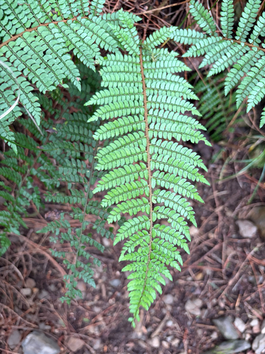 Polystichum makinoi observed 2026-06-28