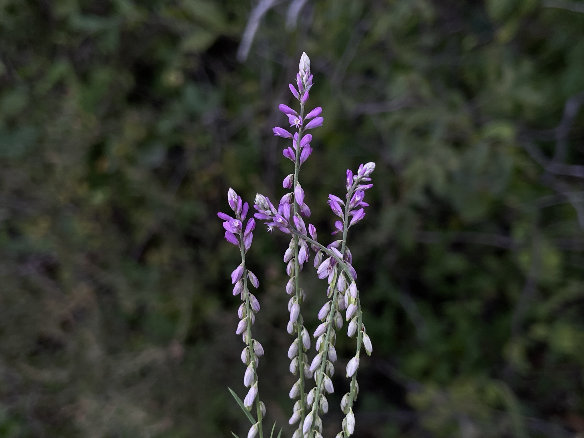 Senega boliviensis