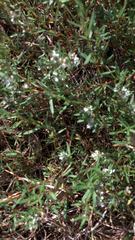 Polygonum paronychia